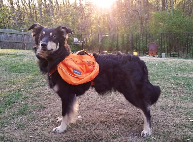 Maple, an English Shepherd tested with EmbarkVet.com