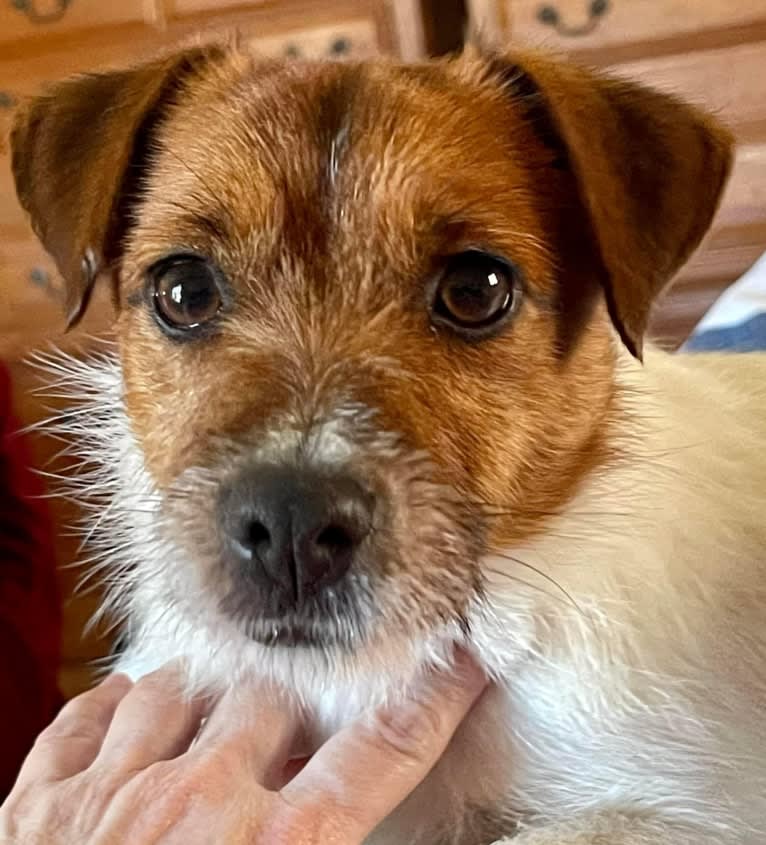 Iris, a Russell-type Terrier tested with EmbarkVet.com