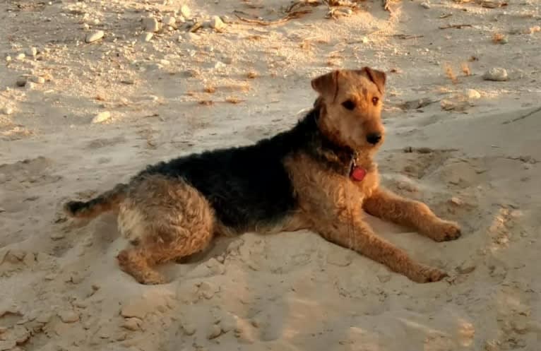 Sasha, an Airedale Terrier tested with EmbarkVet.com