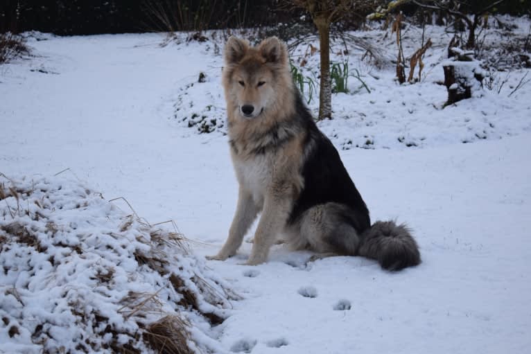 Kaj a dog tested with EmbarkVet.com
