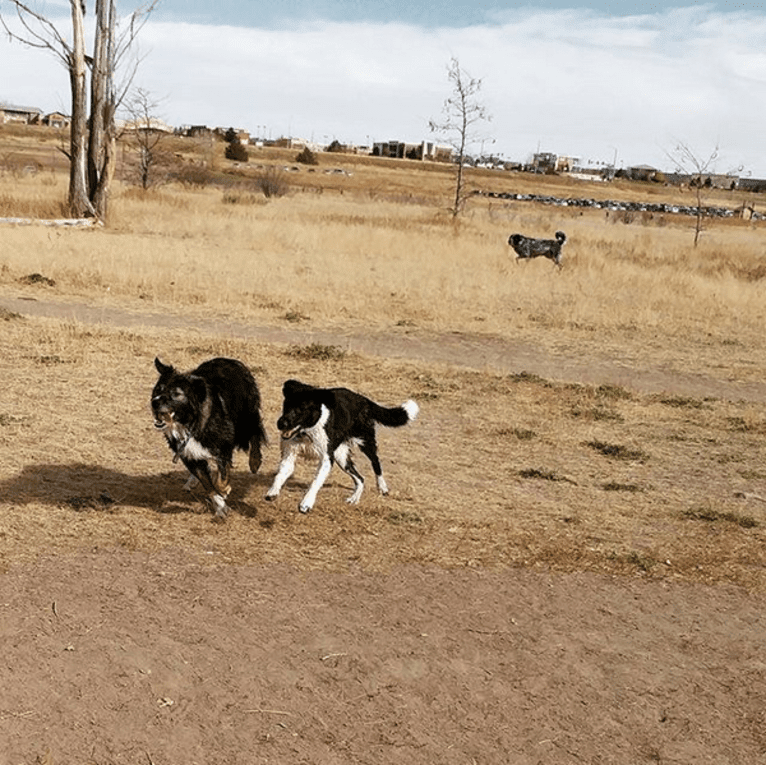 Tinker, a Great Pyrenees and Border Collie mix tested with EmbarkVet.com