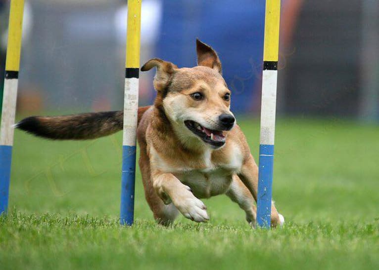 Tactix, a Border Collie and Russell-type Terrier mix tested with EmbarkVet.com