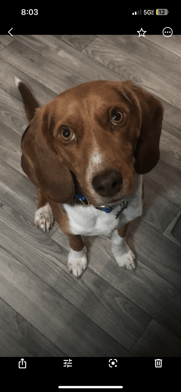 Ranger, a Beagle tested with EmbarkVet.com