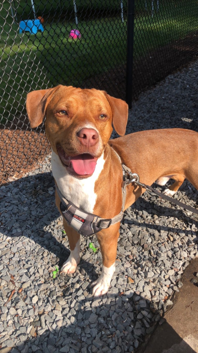 Ziggy, an American Pit Bull Terrier and Miniature Pinscher mix tested with EmbarkVet.com