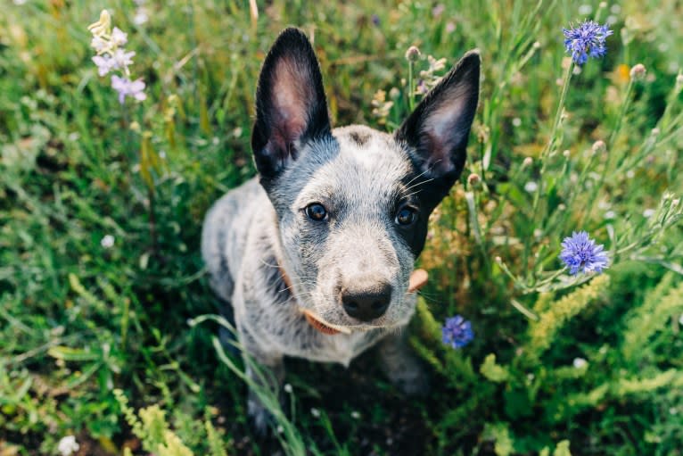 Ranger, an Australian Cattle Dog tested with EmbarkVet.com