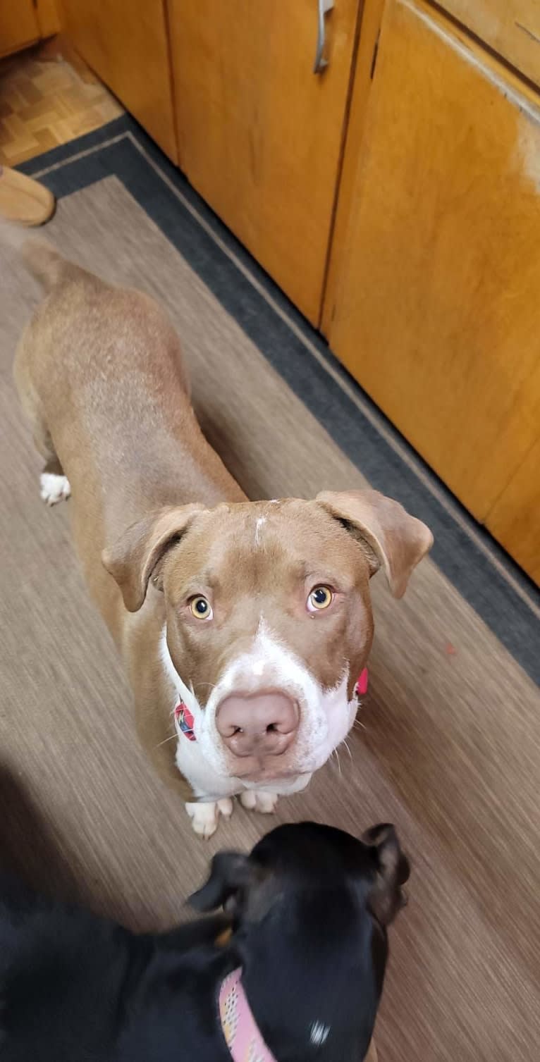Freddie Mercury, an American Pit Bull Terrier and Labrador Retriever mix tested with EmbarkVet.com
