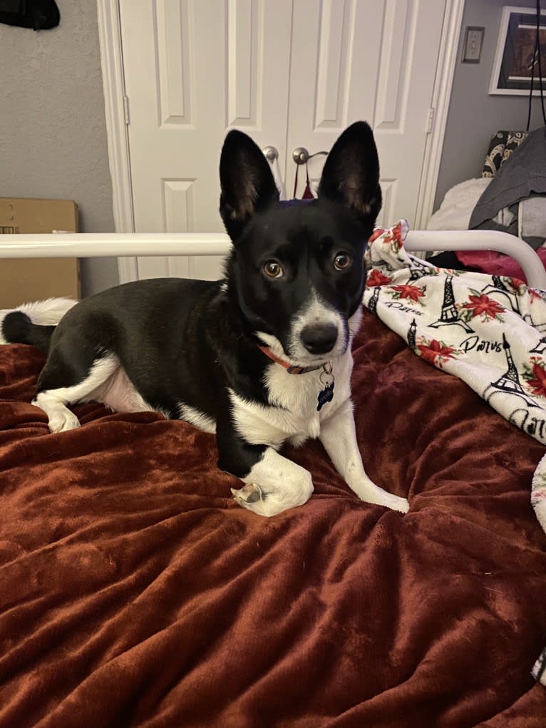 Cooper, a Pembroke Welsh Corgi and Russell-type Terrier mix tested with EmbarkVet.com