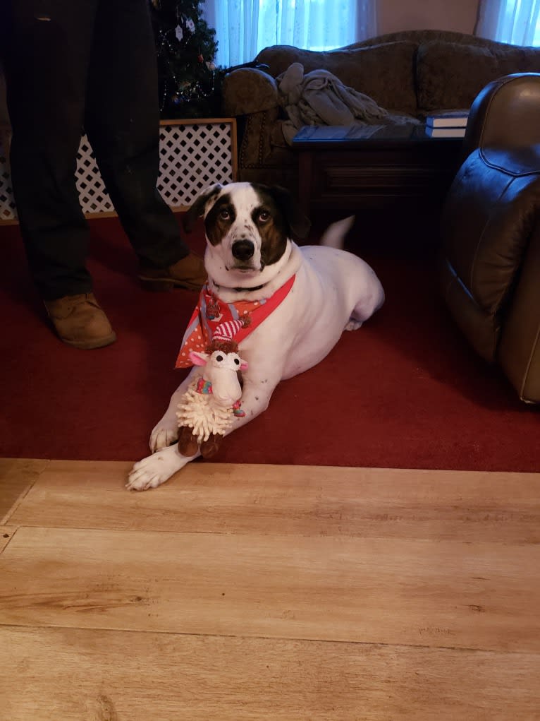 Dublin, an American Foxhound and Labrador Retriever mix tested with EmbarkVet.com