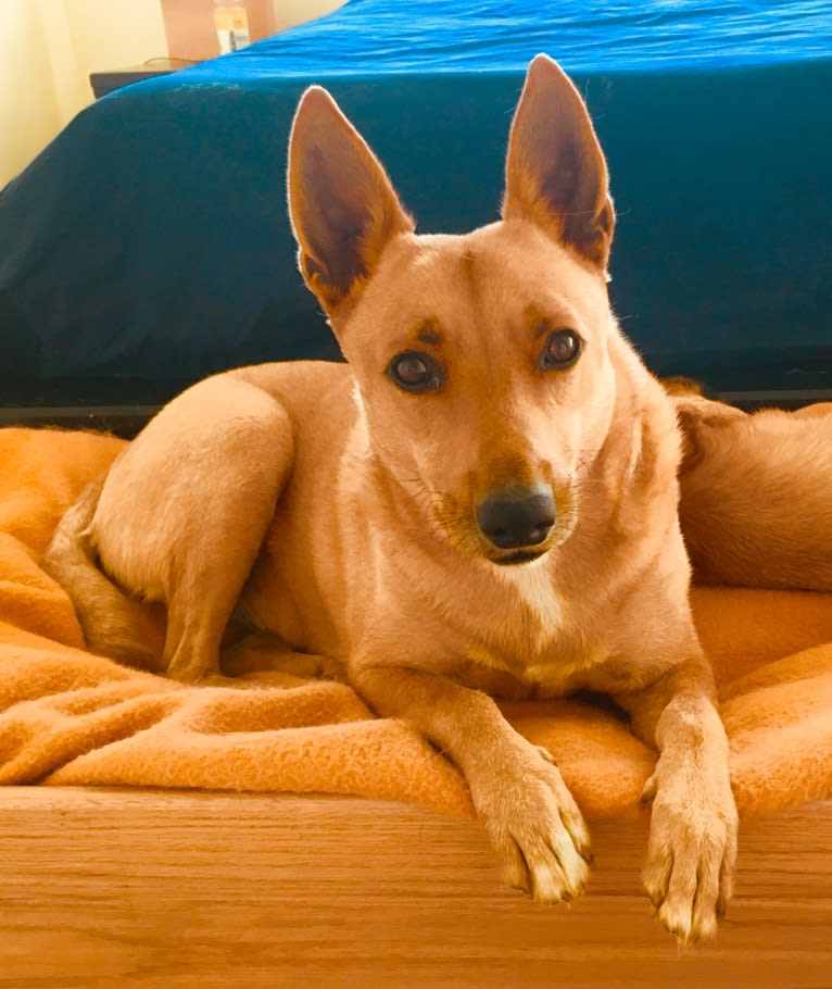 Gitlee, a Carolina Dog tested with EmbarkVet.com