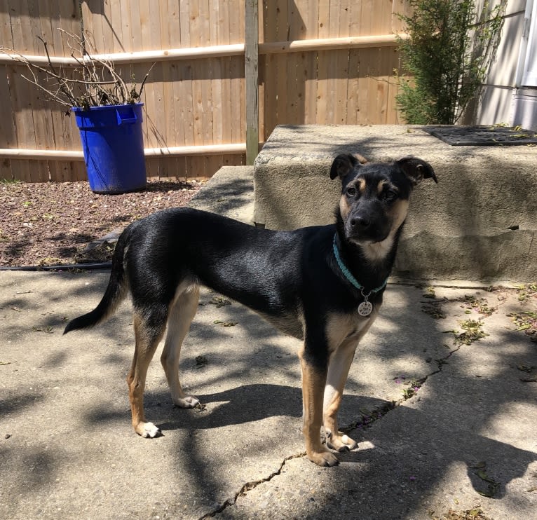 Roo, a Labrador Retriever and American Pit Bull Terrier mix tested with EmbarkVet.com