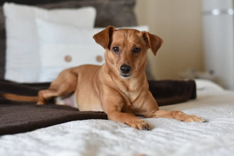 Jack, a Miniature Pinscher and Poodle (Small) mix tested with EmbarkVet.com