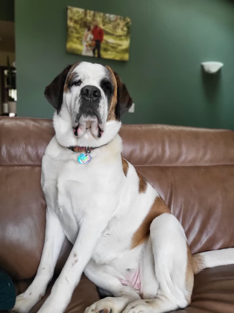 Milhouse "Millie", a Saint Bernard tested with EmbarkVet.com