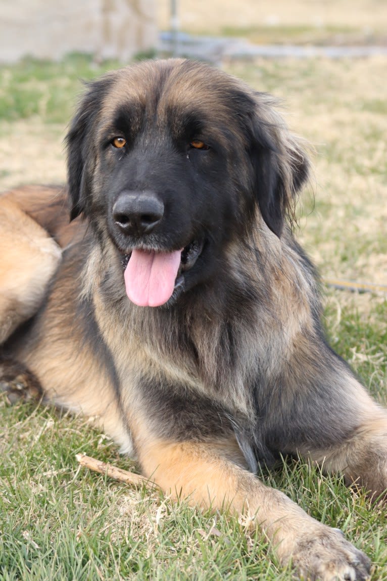 Cleo, a Leonberger tested with EmbarkVet.com