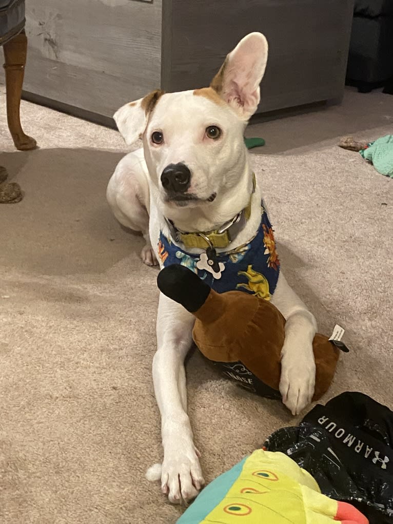 Pete, a Rat Terrier and American Pit Bull Terrier mix tested with EmbarkVet.com