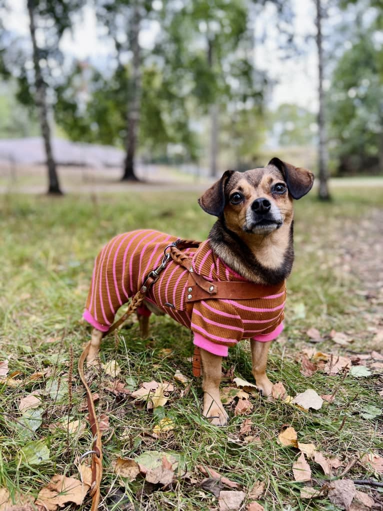 Topolino, an Eastern European Village Dog tested with EmbarkVet.com