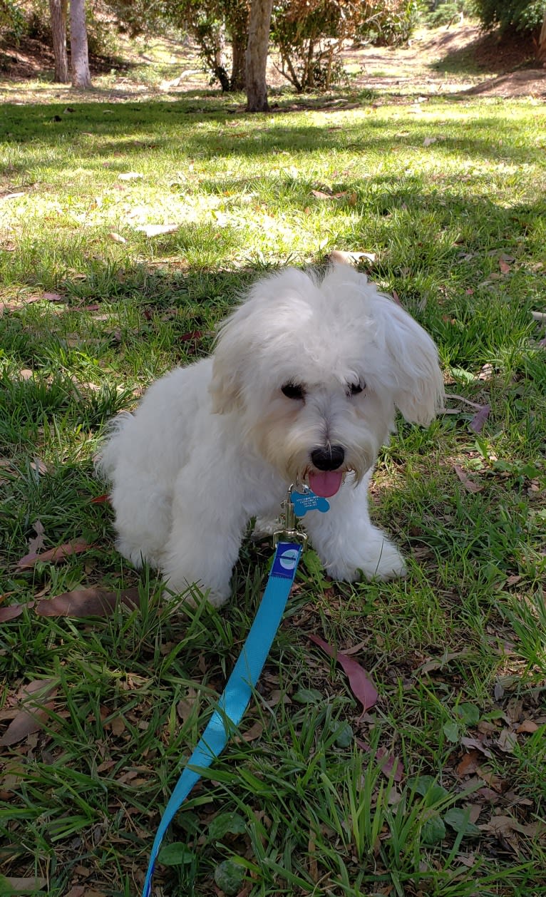 Benji, a Poodle (Small) and Bichon Frise mix tested with EmbarkVet.com