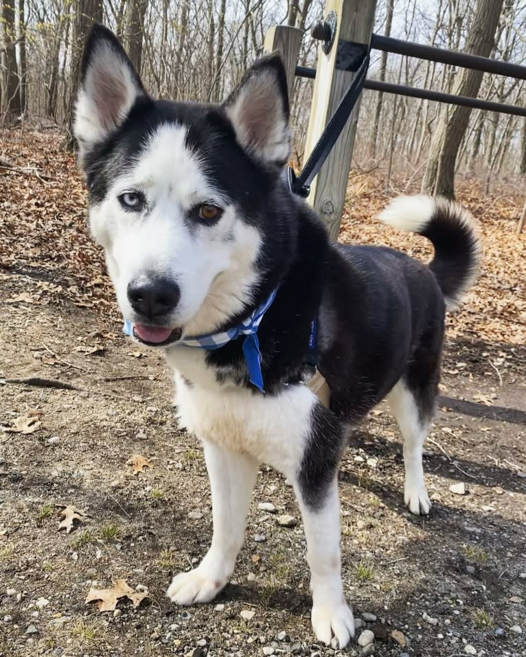 Arto, a Siberian Husky tested with EmbarkVet.com