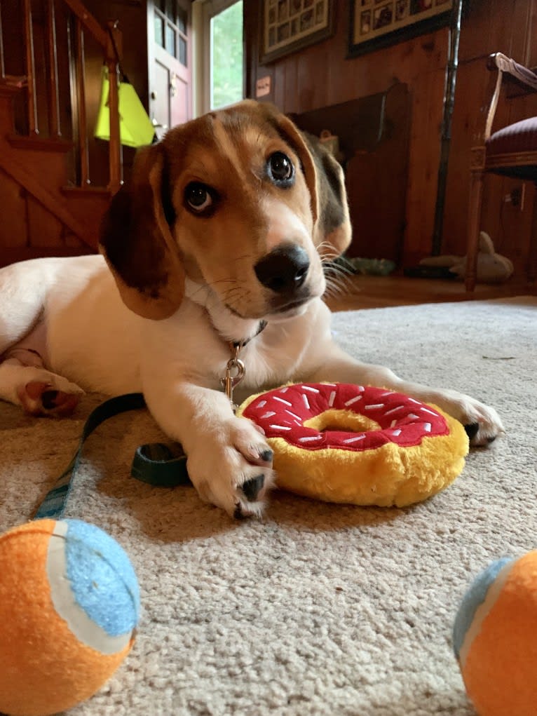 Oliver, a Basset Hound and German Shepherd Dog mix tested with EmbarkVet.com