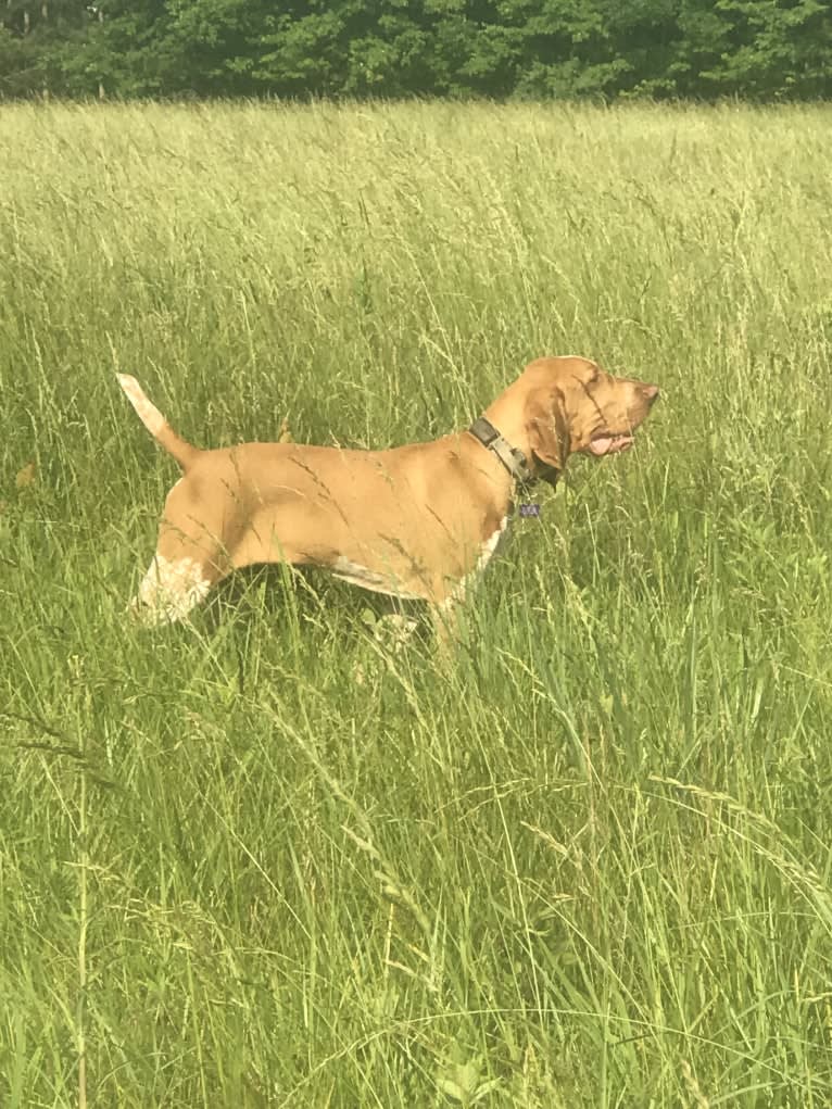 Archie, a Bracco Italiano tested with EmbarkVet.com