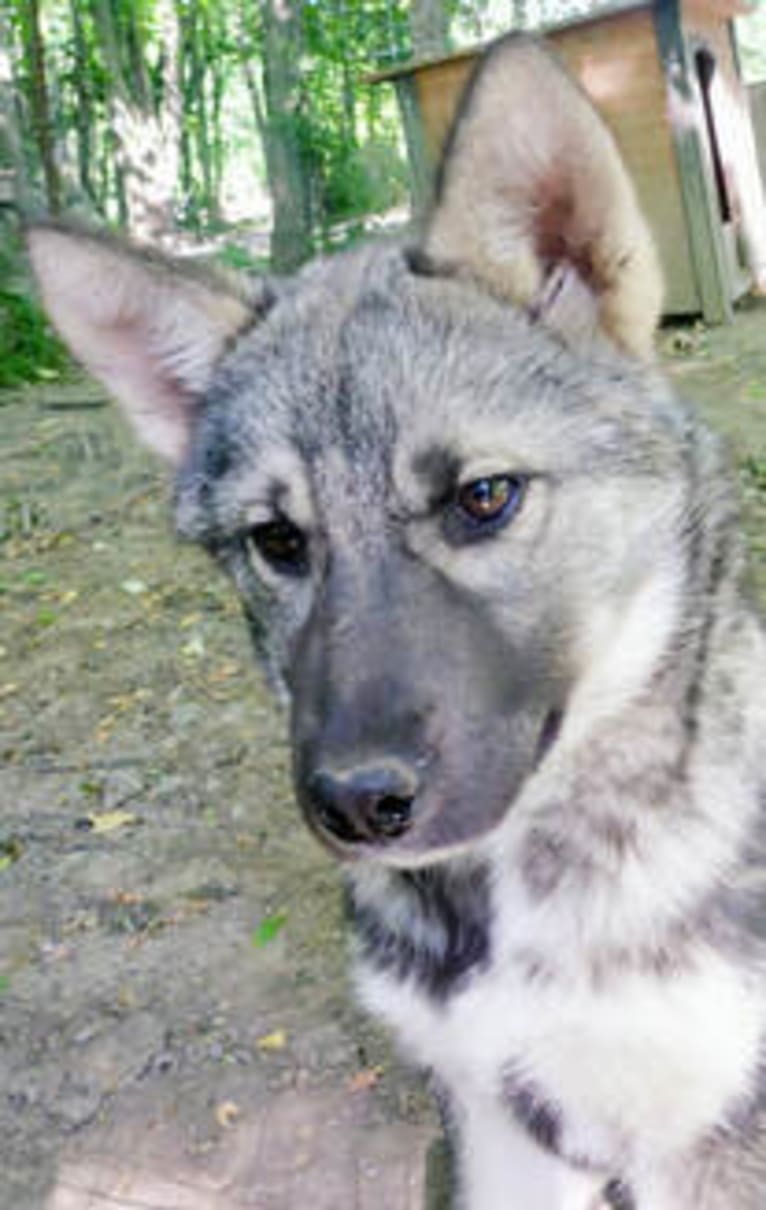 Annie, a Siberian Husky tested with EmbarkVet.com