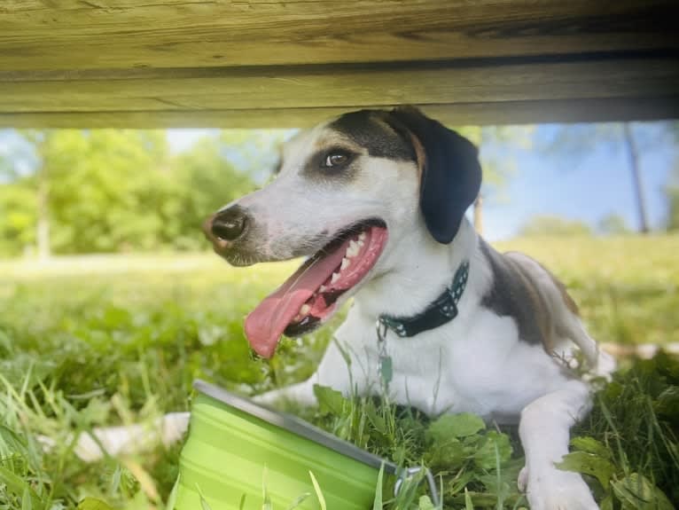 Ernie, a Treeing Walker Coonhound and Miniature/MAS-type Australian Shepherd mix tested with EmbarkVet.com