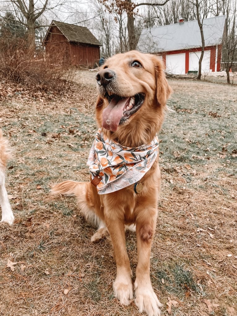 Marley, a Golden Retriever tested with EmbarkVet.com