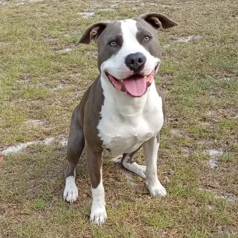 "X" (Dmx), an American Pit Bull Terrier tested with EmbarkVet.com