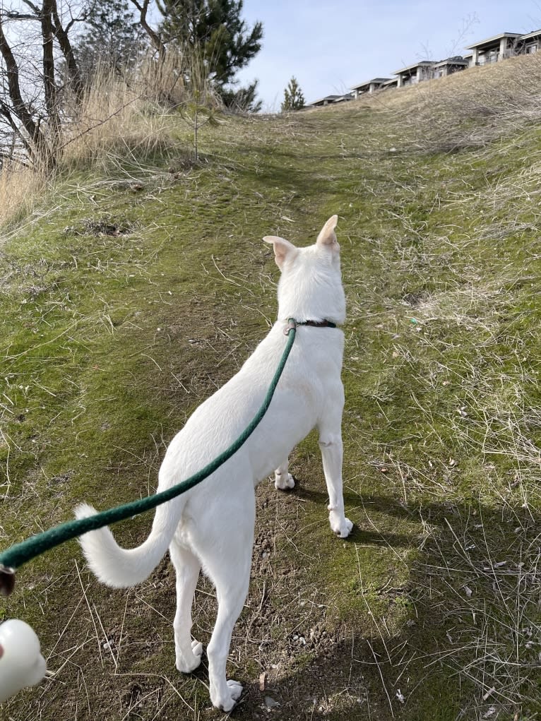 Darwin, a Chow Chow and Labrador Retriever mix tested with EmbarkVet.com