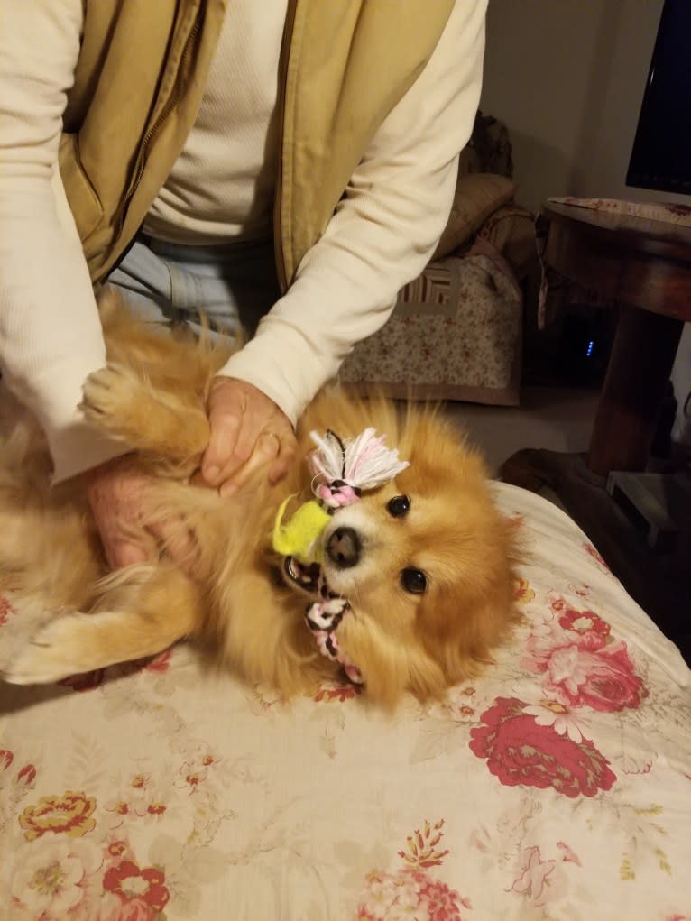 Skipper, a Pomeranian tested with EmbarkVet.com