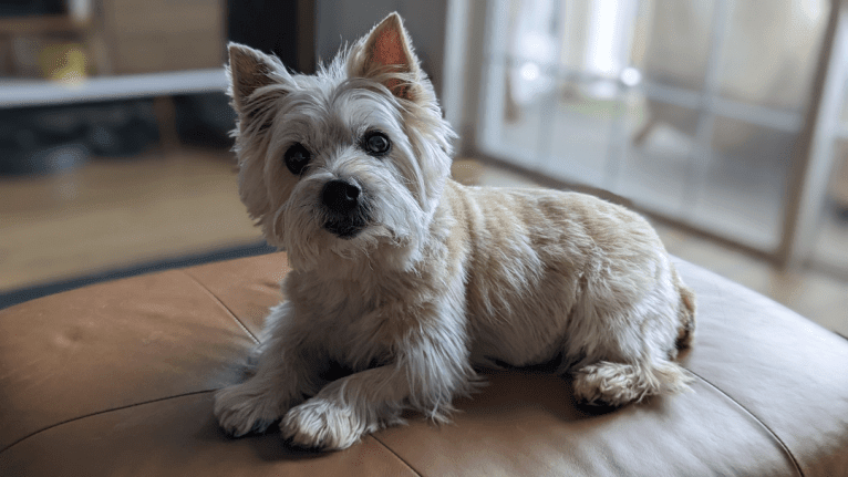 Carlie, a Norwich Terrier tested with EmbarkVet.com