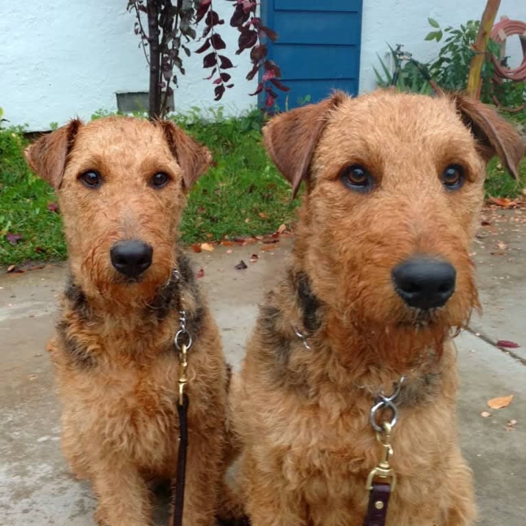 Sasha, an Airedale Terrier tested with EmbarkVet.com