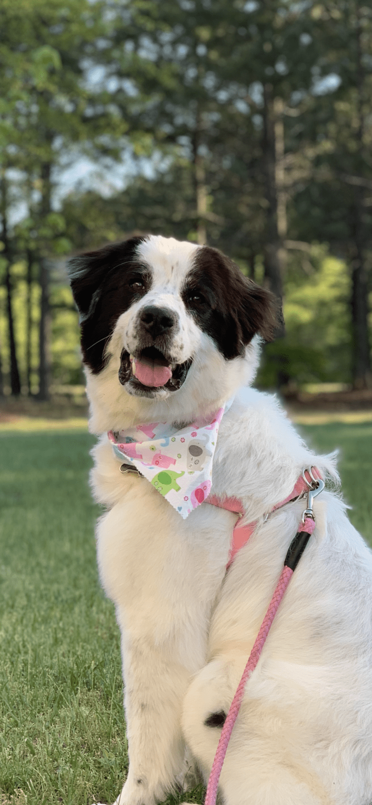 Molley, a Great Pyrenees tested with EmbarkVet.com