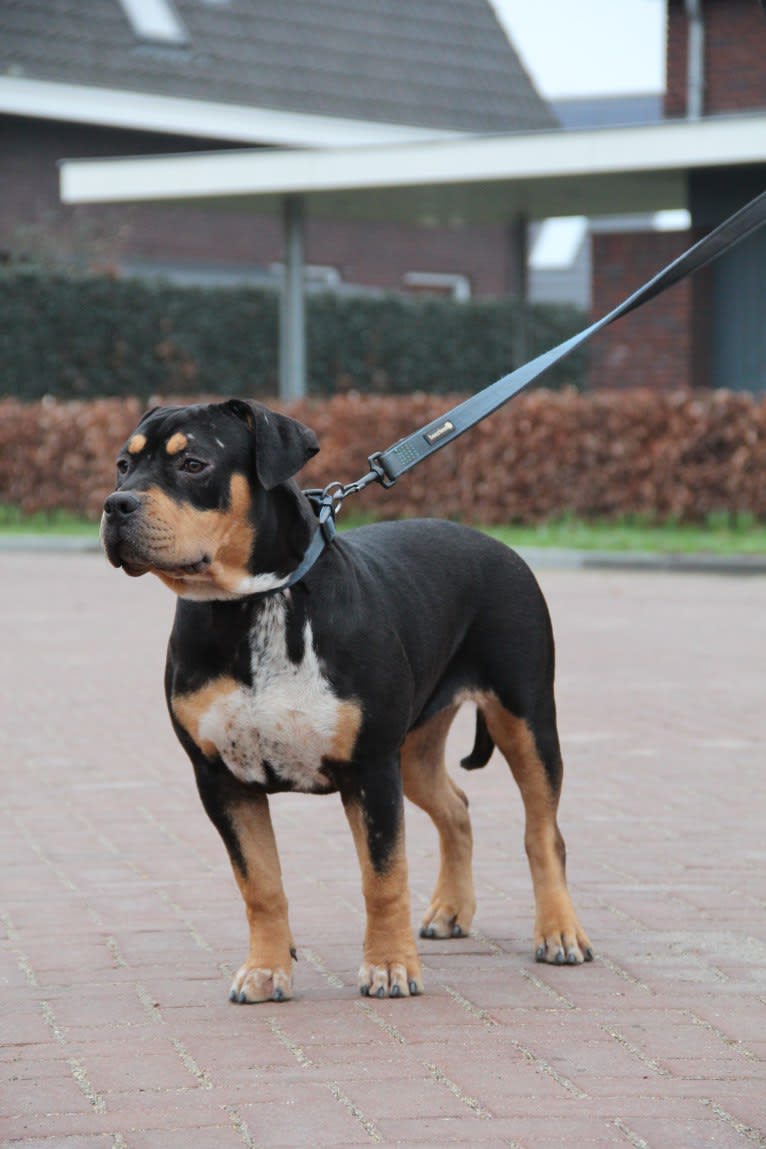 NALA, an American Bully tested with EmbarkVet.com