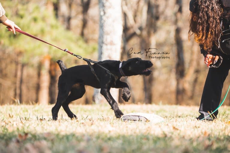 Vaatu, a Black Russian Terrier and Belgian Malinois mix tested with EmbarkVet.com