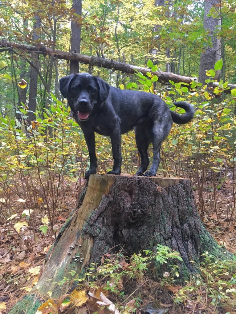 Ula, a Labrador Retriever and Saint Bernard mix tested with EmbarkVet.com