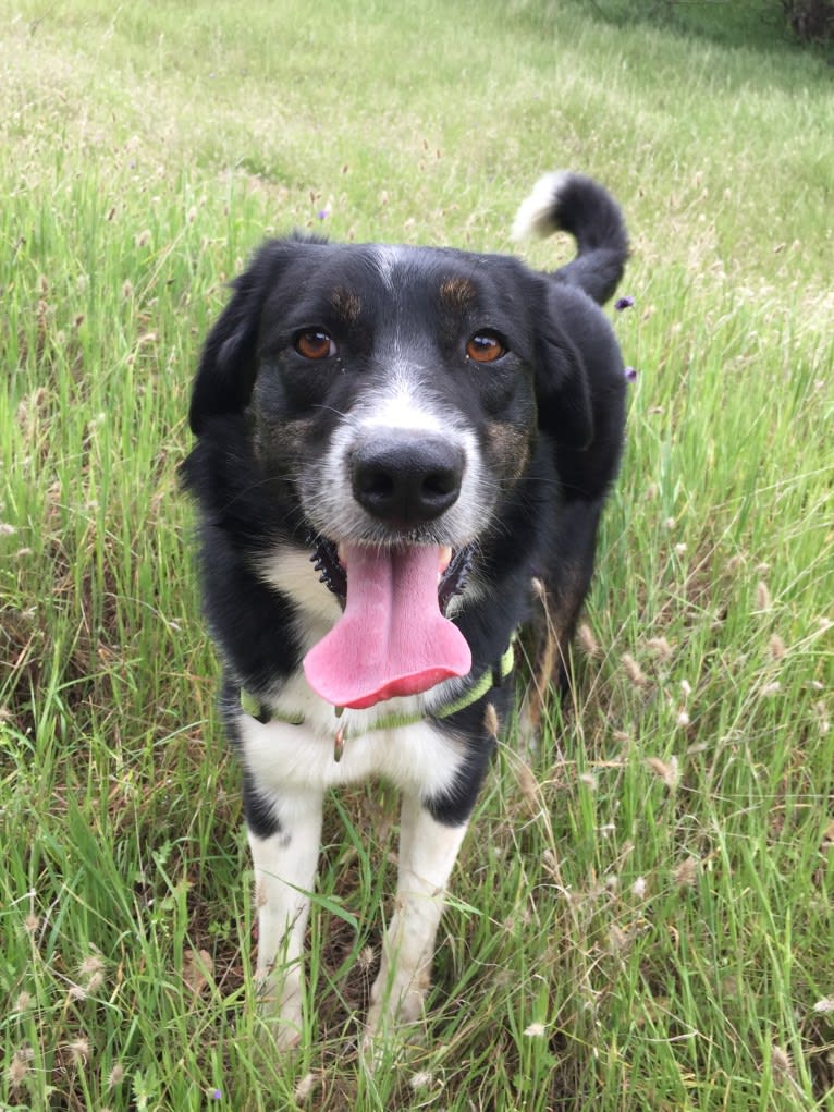 Happ, an Australian Shepherd and Border Collie mix tested with EmbarkVet.com