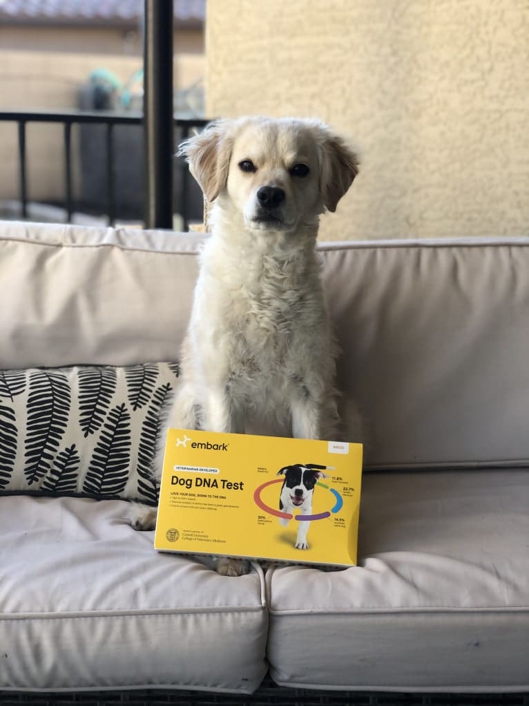 Sammy, a Cocker Spaniel and Poodle (Small) mix tested with EmbarkVet.com