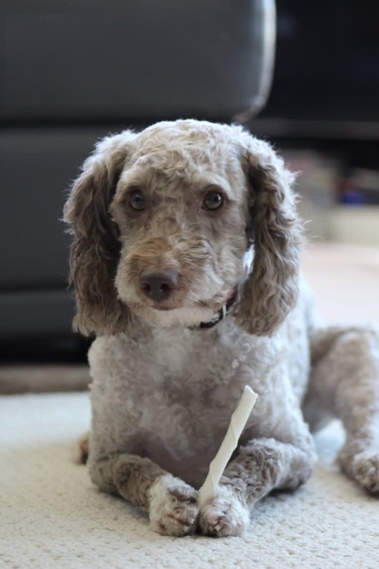 Seven, an Aussiedoodle tested with EmbarkVet.com