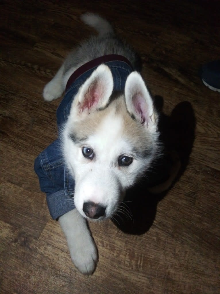 Everest, a Gerberian Shepsky tested with EmbarkVet.com