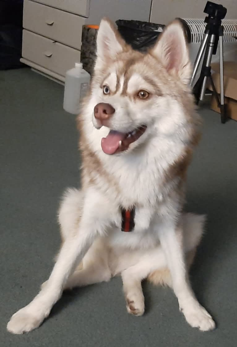 Simba, a Siberian Husky and Pomeranian mix tested with EmbarkVet.com