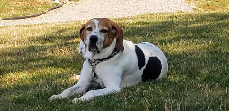 Little Joe, aka "Scar Face,"  Our #1 Hound Dog, a Treeing Walker Coonhound tested with EmbarkVet.com