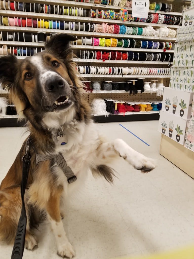 Bentley, an English Shepherd and Collie mix tested with EmbarkVet.com