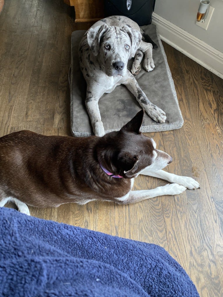 River, a Neapolitan Mastiff and Mastiff mix tested with EmbarkVet.com