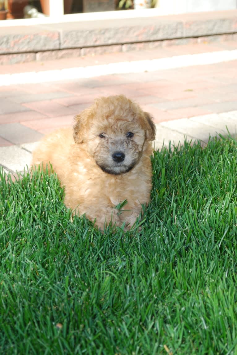 Fig, a Soft Coated Wheaten Terrier and Miniature Schnauzer mix tested with EmbarkVet.com