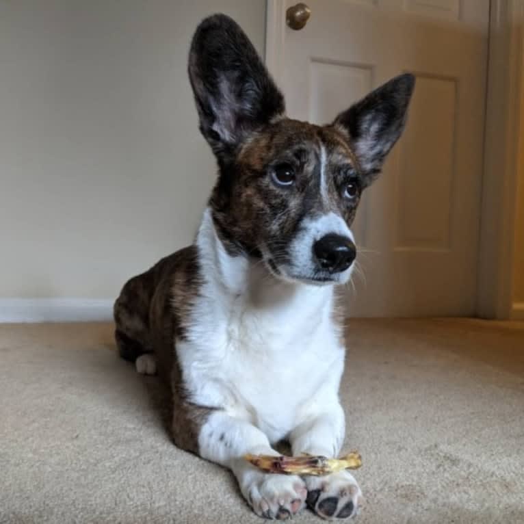 Thingamajig, a Cardigan Welsh Corgi tested with EmbarkVet.com