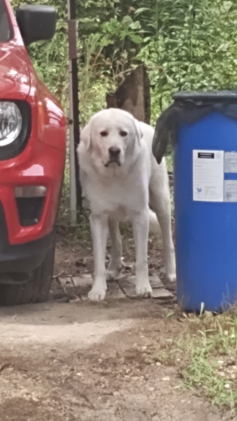 Aladdin, a Great Pyrenees tested with EmbarkVet.com