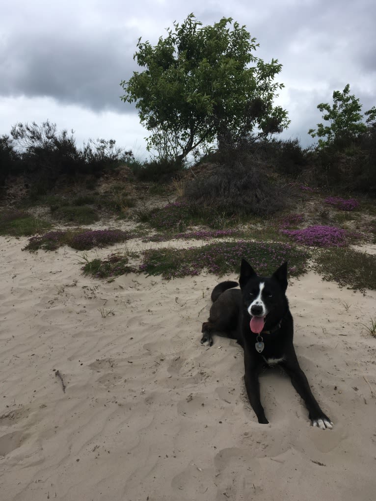 Takoda, an Alaskan-type Husky and Siberian Husky mix tested with EmbarkVet.com