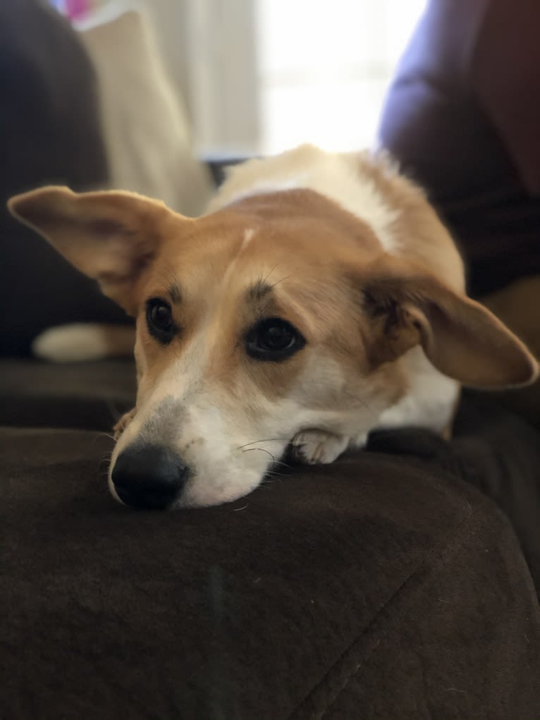 Ginger, a Pembroke Welsh Corgi and Alaskan Malamute mix tested with EmbarkVet.com