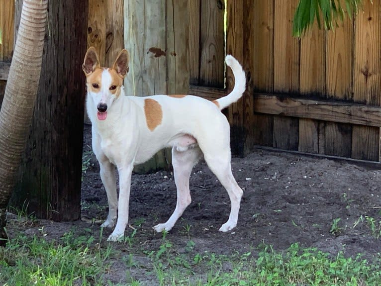 Banbury Cross Berlin, a Carolina Dog tested with EmbarkVet.com