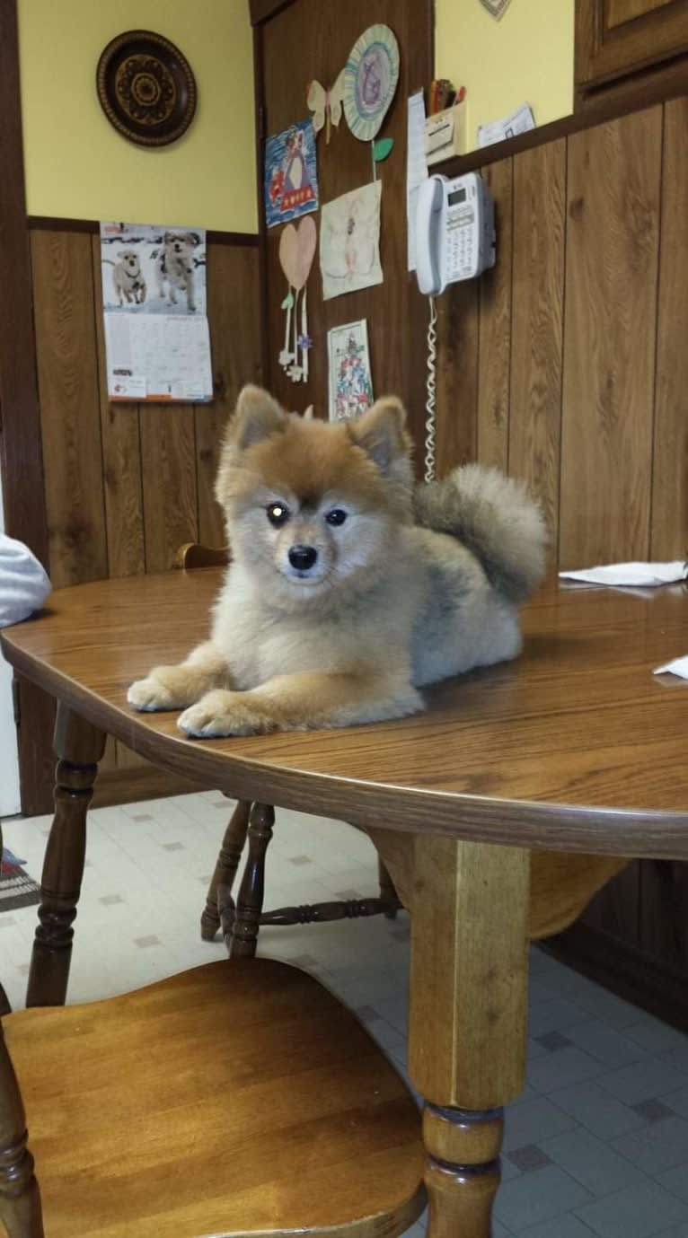 Zeke, a Pomeranian tested with EmbarkVet.com